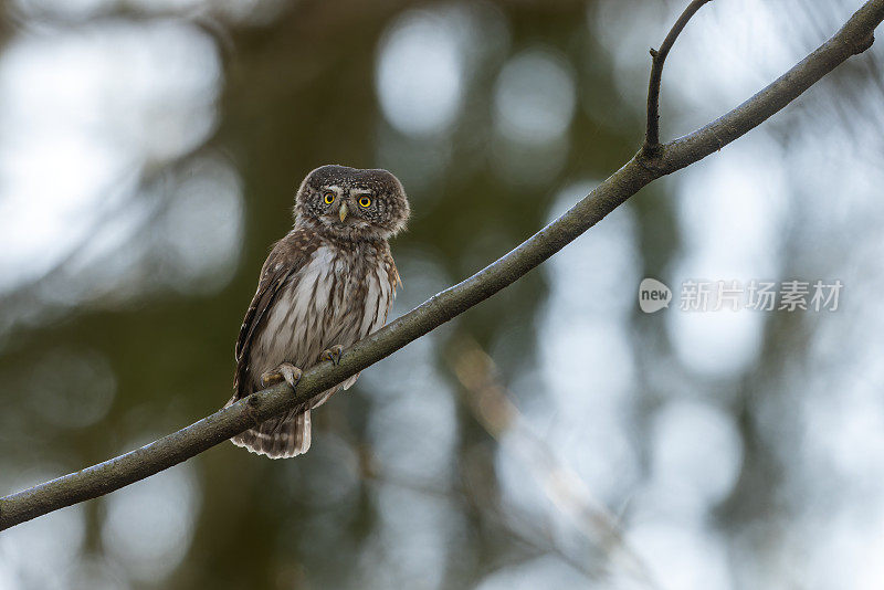 美丽的欧亚侏儒猫头鹰(Glaucidium passerinum)